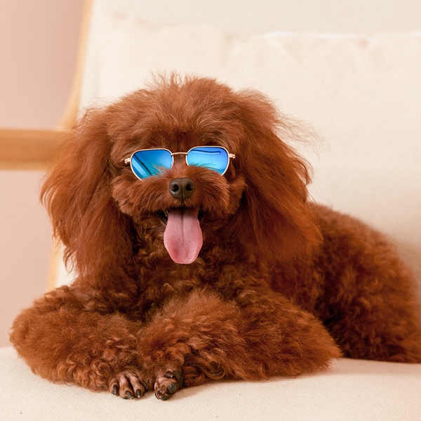Pet Funny Color Sunglasses